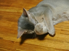 2012-07-16_04-42-22
