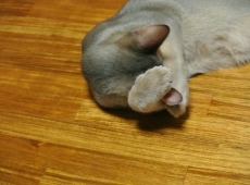 2012-07-16_04-42-35