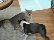 2013-02-01_17-57-38_01