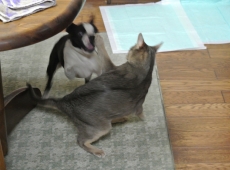 2013-02-01_17-57-39_01
