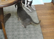 2013-02-01_17-59-50_01