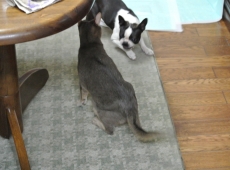 2013-02-01_17-59-50_02