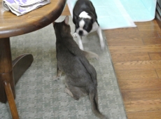 2013-02-01_17-59-50_03