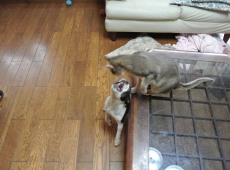 2013-05-31_13-37-59