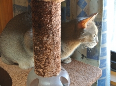 2015-10-18_11-19-28