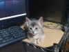 2012-05-26_22-02-30