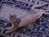 2012-08-12_11-37-13