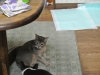 2013-02-01_17-57-41