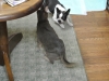 2013-02-01_17-59-50_02