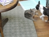 2013-02-01_17-59-53