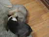 2013-02-01_18-02-12_01