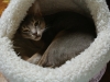 2013-11-27_20-37-07