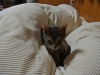 2013-12-27_13-15-46