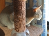 2015-10-18_11-19-28