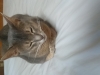2016-08-11_08-10-34